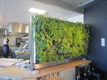 Ravintolan viherseinä, josta saattoi nyppiä koristeita annoksiin.