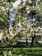 Kirsikkapuu puhkesi täyteen kukkaan Helsingissä 23.5.2022