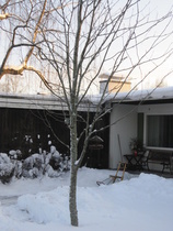 Putkiremontin yhteydessä etupihallemme istutettu pihlaja