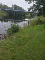 poimimassa punaisia viinimarjoja heidän Jämsänjoen rannan tuntumassa sijaitsevan rivitalonsa pihapiiristä.