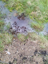 Molemmilla puolin polkua näkee suon