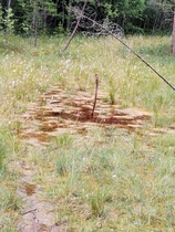 kasveja esimerkiksi: rahkasammalta, tupasvillaa, suopursuja, 