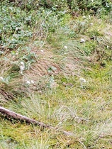 karpaloita ja jopa muuraimia.