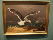 Ferdinand von Wrightin lentävä juhlapukuinen merilokki