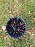 Naapurin pensaista poimittiin kaikkiaan neljä ämpärillistä mustamarja-aronioita. Eeva.Leena keittää niistä terveellistä mehua syksyn ja talven varalle.