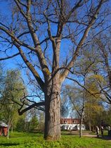 Kesä teki tuloaan, mutta vielä ei kartanon vanhoissa, suurissa puissa näkynyt juurikaan lehtiä.