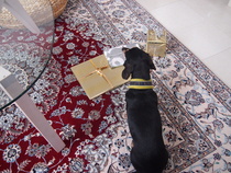 Helmi-koira nuuskii Viktorin lahjapaketteja.