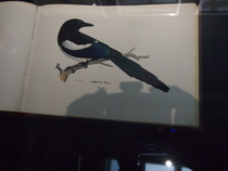 Harakan kuva on tästä kirjasta.