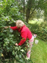 Eeva-Leena marjapensaan kimpussa.