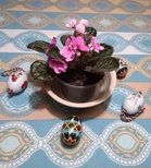 Saintpaulia eli paavalinkukka ja pääsiäismunat