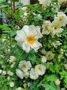 Juhannusruusuja Siltamäessä