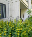 Tarha-alpi Siltamäen pihassa kesällä 2025