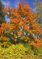 Tohlopin pihan vaahtera syksyn väreissä