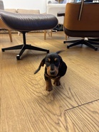 Mäyräkoira Winston käveli Viktorin kotiin 15.12.2024